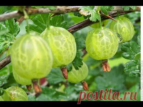 ВАРЕНЬЕ ИЗ ЯГОД КРЫЖОВНИКА