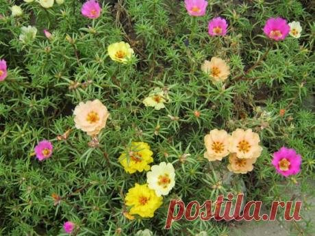 Цветы портулак. Яркие и веселые
Вам нравятся цветы портулак? Это чудесное растение украсит любой цветник.
Добрый день!
Наряду с вновь активно цветущими любимыми розами в моем саду сейчас цветет яркий разноцветный портулак и другие…