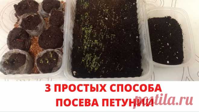 3 ПРОСТЫХ способа посева семян ПЕТУНИИ В этом видео я показываю, как можно посеять семена петунии 3 простыми способами - на снег, в торфяные таблетки и сразу на землю