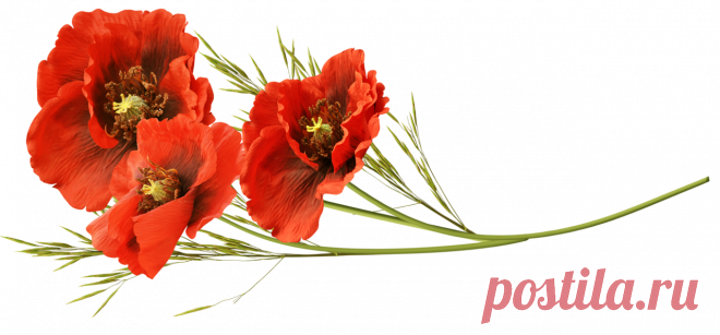 Яндекс.Фотки