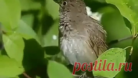 Одноклассники