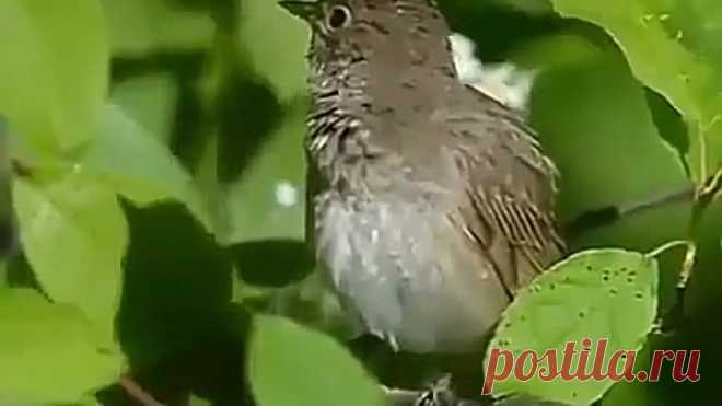 Одноклассники