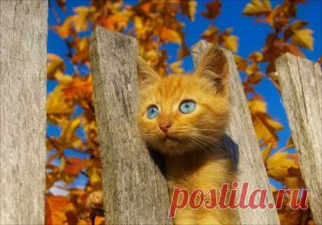 Ольга Попова