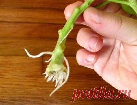 Стимуляторы роста растений в домашних условиях. Применение