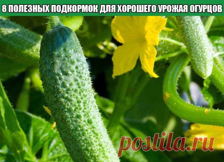 8 полезных подкормок для хорошего урожая огурцов

При грамотном внесении подкормок, огуречная грядка непременно порадует богатым урожаем. Для этого нужно знать не только, чем поливать растения, но и когда следует это делать.

1. Аммиачная селитра, суперфосфат и сернокислый калий – удобрения для рассады огурцов, которые вносят непосредственно в почву за 1-2 недели до высадки саженцев. Расчет производят из площади обрабатываемой грядки – примерно 20г аммиачной селитры на 1 к...
