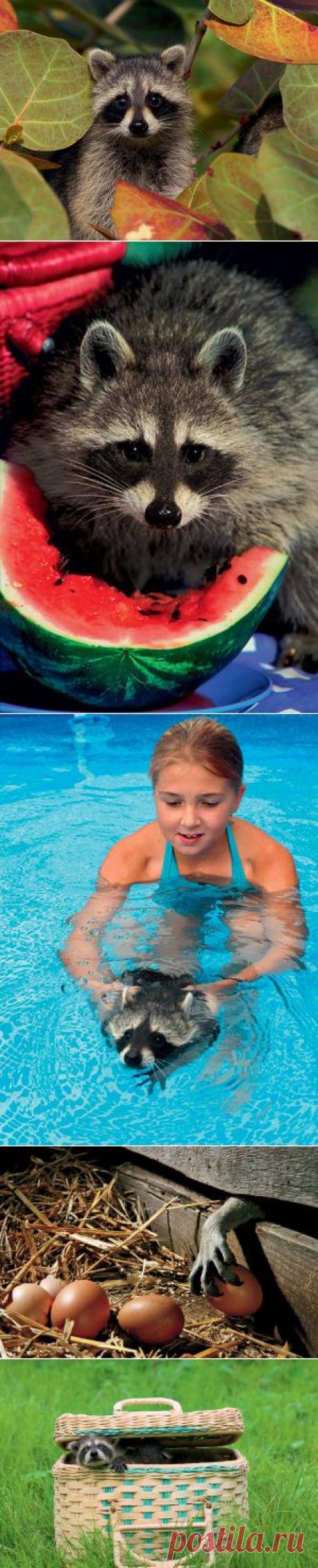 Гений адаптации: как еноты захватили мир