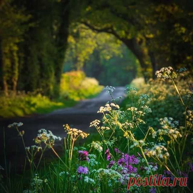 Photo shared by ig_myshots on September 18, 2020 tagging @ariel_a_k. На изображении может находиться: растение, дерево, цветок, трава, на улице и природа.