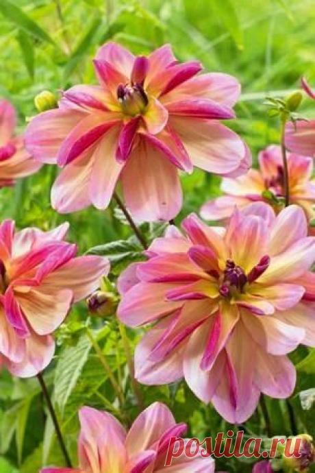 Dahlia 'Dark Butterfly