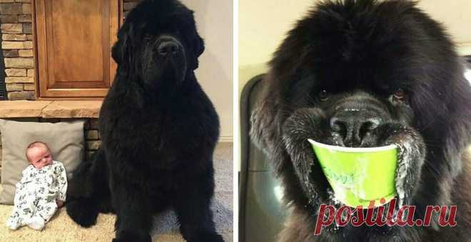 25 доказательств того, что ньюфаундленды – не собаки, а огромные милые медведи . Тут забавно !!!