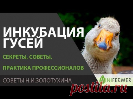 ИНКУБАЦИЯ ГУСЕЙ. Секреты инкубации гусиных яиц, советы, что думают профессионалы (Н.И. Золотухин)
