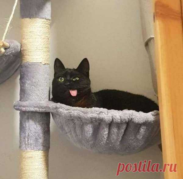 Забавные коты, у которых сбились заводские настройки . Тут забавно !!!