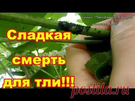 Справиться с тлей легко,рассмотрим три способа