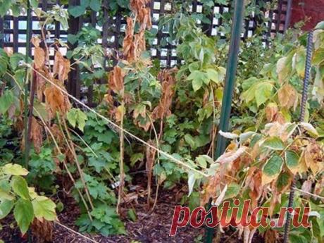 Засыхает малина: что делать? Многие садоводы, выращивающие на своем участке малину, нередко сталкиваются с тем, что листва кустарников начинает преждевременно желтеть, а побеги, без видимых на то причин, — засыхать. Однозначно от...