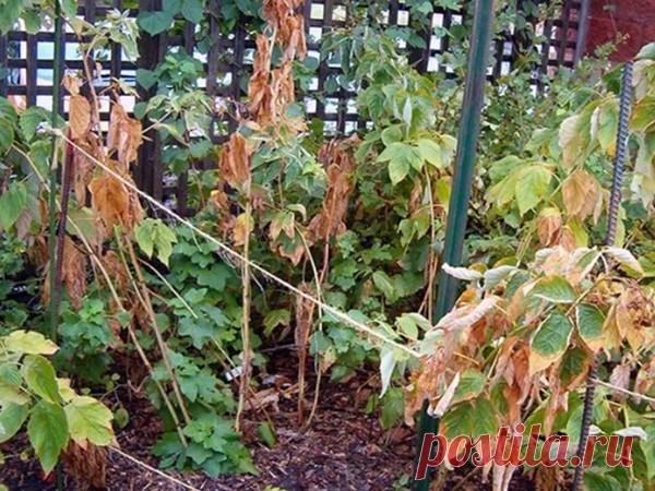 Засыхает малина: что делать? Многие садоводы, выращивающие на своем участке малину, нередко сталкиваются с тем, что листва кустарников начинает преждевременно желтеть, а побеги, без видимых на то причин, — засыхать. Однозначно от...