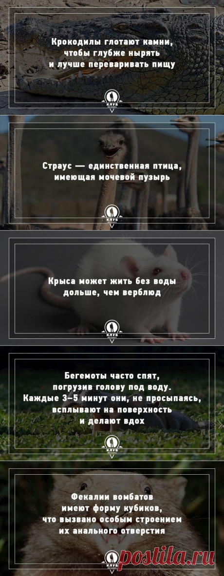 Удивительные факты о животных