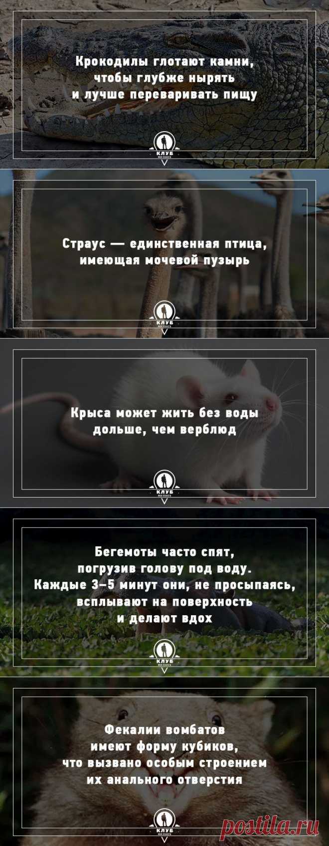 Удивительные факты о животных