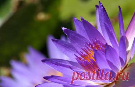 Lilies by leighmcmahon  /  https://photographyblogger.net  |  35 Beautiful Water Lily Pictures
