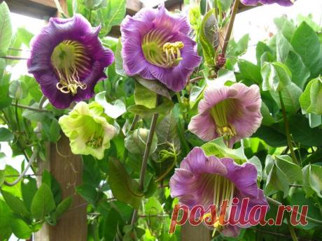 Чтобы кобея зацвела