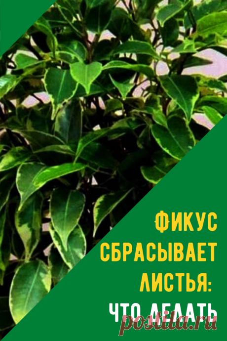 Фикус сбрасывает листья, причина и что делать. Ведь стрессовое состояние, спровоцированное развитием болезней, становится источником патологии.