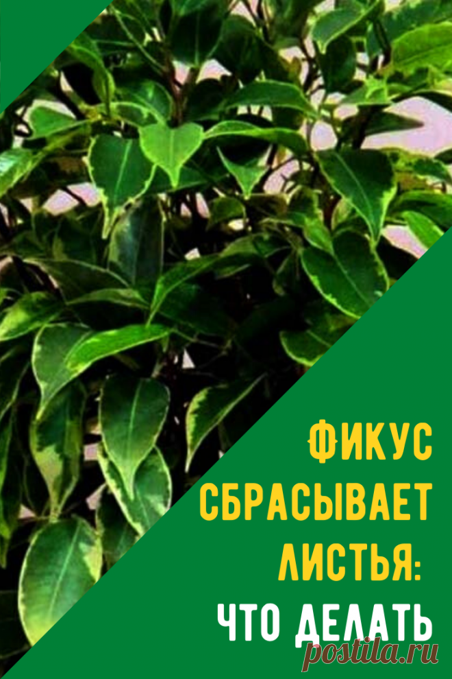 Фикус сбрасывает листья, причина и что делать. Ведь стрессовое состояние, спровоцированное развитием болезней, становится источником патологии.