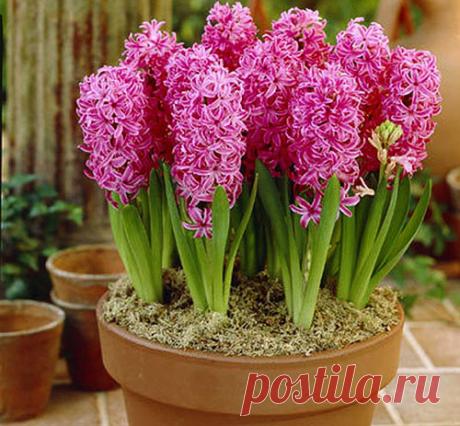 Правильная посадка и уход за гиацинтами в домашних условиях