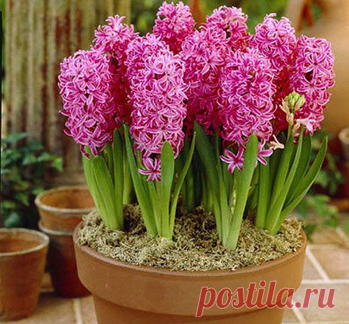 Правильная посадка и уход за гиацинтами в домашних условиях