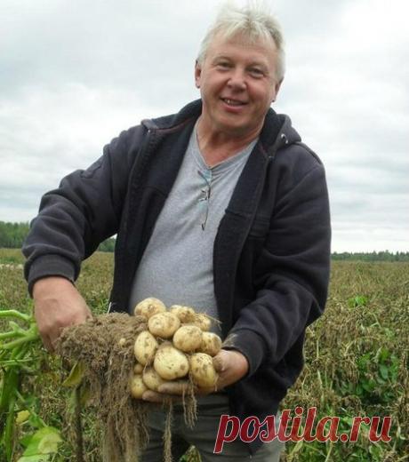 Советы опытного садовода
1. Соль для свеклыЕсли у свеклы покраснели листья, значит, в почве не хватает натрия. Нужно полить свеклу соляным раствором. Для этого стакан крупной соли развести в 10 литрах воды. Этого достато…