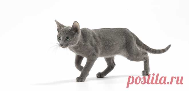 Русская голубая кошка