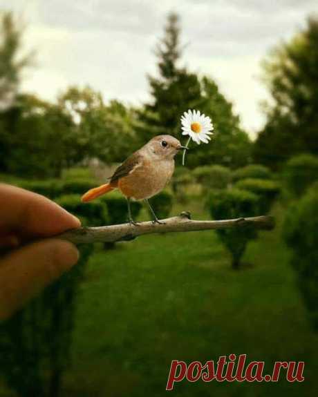 WOA Animal – Google+