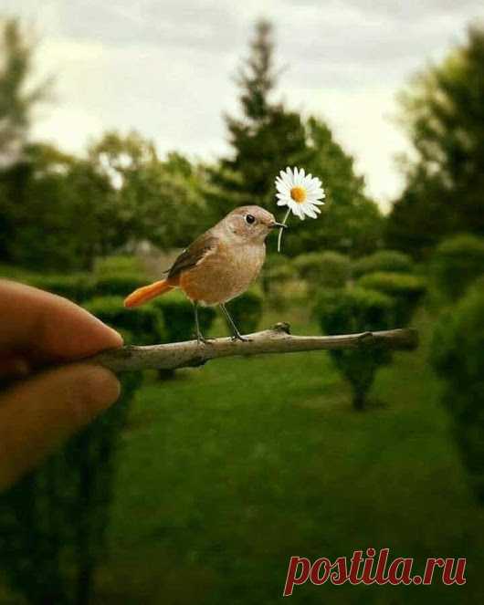 WOA Animal – Google+