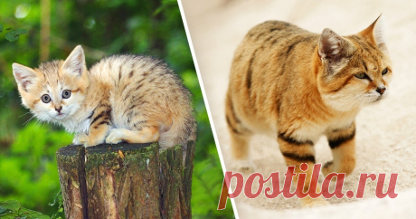 Неуловимый барханный кот появился на публике впервые за 10 лет