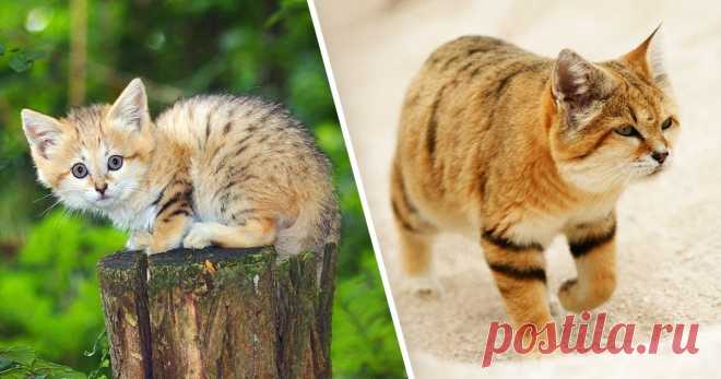 Неуловимый барханный кот появился на публике впервые за 10 лет