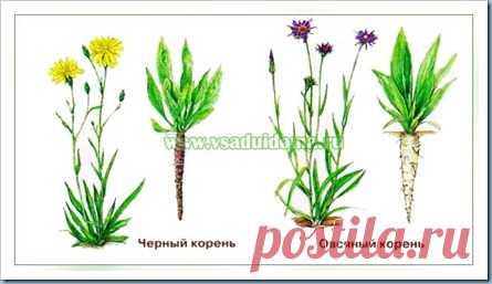 Черный и овсяный корень-выращивание, рецепты блюд и полезные свойства | Сайт о саде, даче и комнатных растениях.