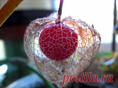 Физалис: полезные свойства | LS