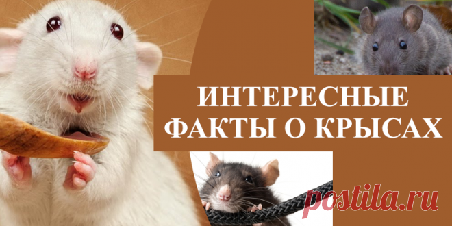 Интересные факты о крысах. | Факты