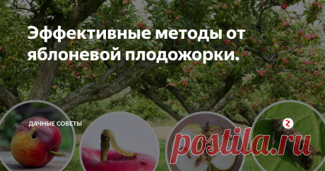 Эффективные методы от яблоневой плодожорки. Доброго дня Уважаемые читатели нашего канала!Сегодня мы поговорим о таком вредителе как яблоневая плодожорка. Она представляет собой бабочку мелкого размера, откладывающая свои яйца на яблоне из них то и появляются личинки,которые и любят полакомиться нашими яблоками. Они могут полностью оставить нас без лакомого урожая, ведь питаясь они проделывают в яблоке сквозные отверстия. Обычно такие червив