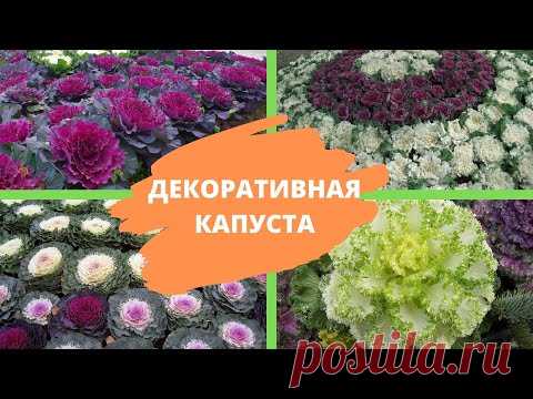 ДЕКОРАТИВНАЯ КАПУСТА: красота, да и только! Как вырастить ее на своем огороде