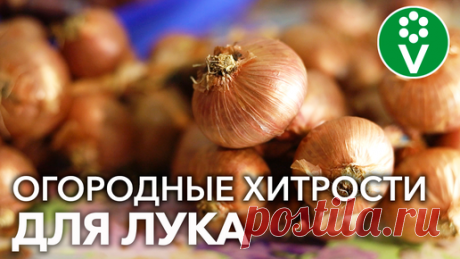 Посадили одну луковицу, выросло десять! Эта и другие хитрости выращивания лука