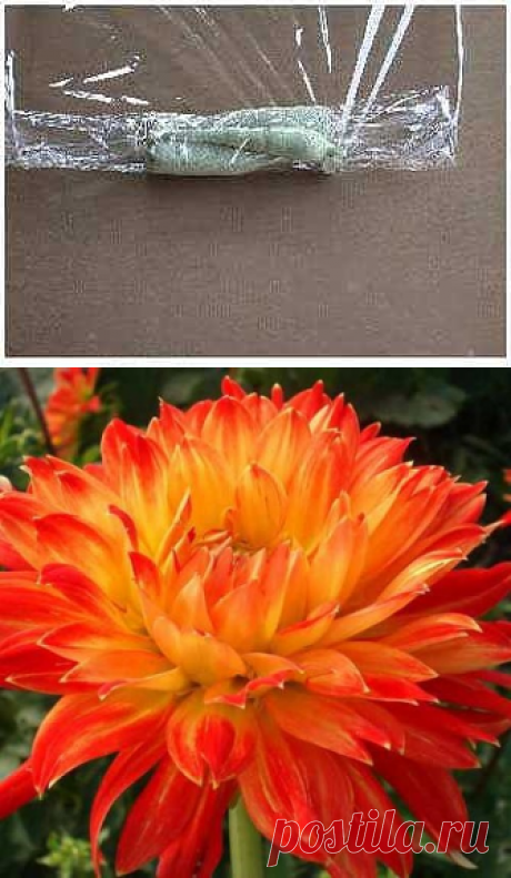 Хранение клубней георгин в пищевой пленке