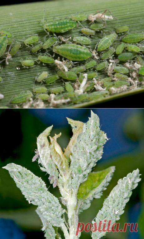 Как бороться с опасным вредителем сливы тлей