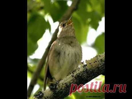Евгений Мартынов - Соловьи поют, заливаются
