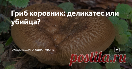 Гриб коровник: деликатес или убийца? Хотите узнать, можно ли спокойно есть этот интересный гриб? Разбираемся.
