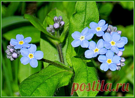 11 мая 2014 г. - Наталия Костелова - Веб-альбомы Picasa