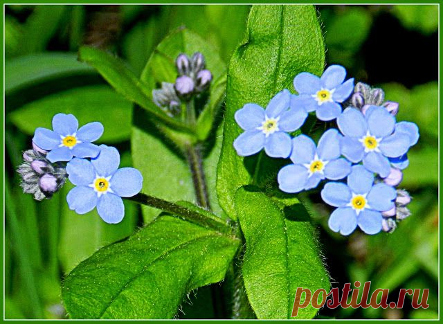 11 мая 2014 г. - Наталия Костелова - Веб-альбомы Picasa