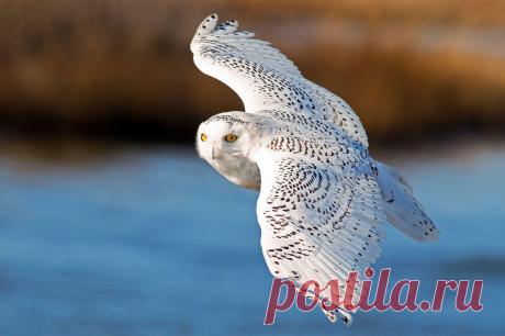 Полярная сова (Bubo scandiacus), арктические зоны Евразии и Северной Америки.
https://www.iucnredlist.org/details/22689055/0