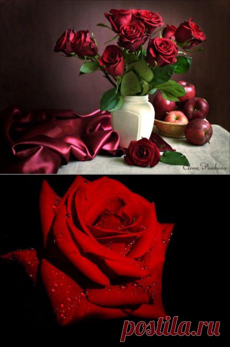 Красные розы