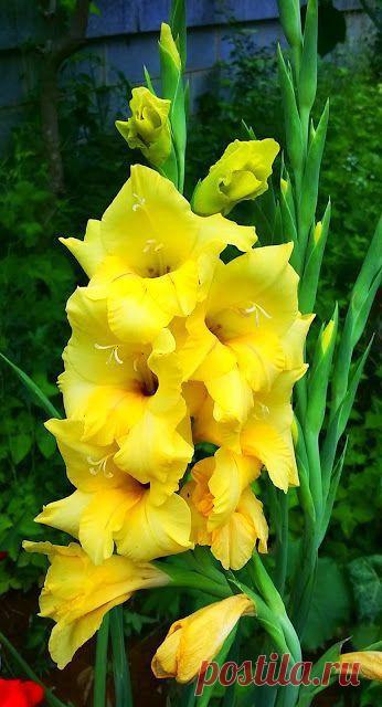 Пин на доске яГЛАДИОЛУСЫ