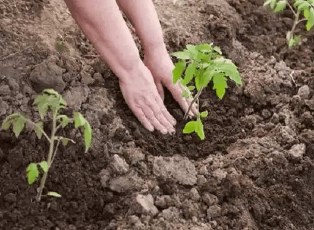 ЕСЛИ ВЫ САДИТЕ ПОМИДОРЫ, ТО ОБЯЗАТЕЛЬНО БРОСАЙТЕ ЭТО В ЛУНКУ...
Помидоры достаточно требовательная культура, поэтому для получения богатого урожая нужно будет потрудиться.
Во-первых, осенью нужно перекопать грунт и внести туда удобрения – лучше всего куриный помет.
Если у вас кислая почва, то на ней будут плохо расти помидоры, поэтому осенью произведите известкование почвы.
А непосредственно перед посадкой в лунку нужно бросить вот такое удобрение.
Рецепт
Ингредиенты:
2 гр. – марганцовки
10