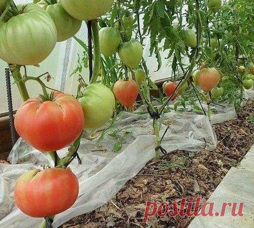 ПРО “СУХОЙ ЗАКОН” ДЛЯ ПОМИДОРОВ | 6 соток