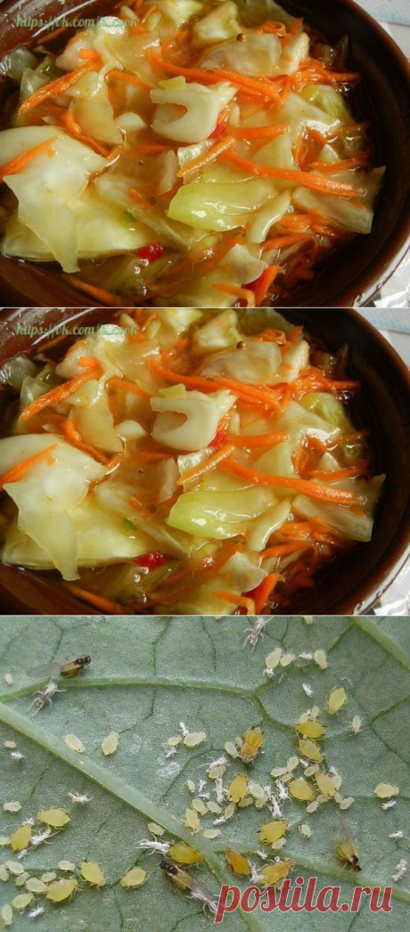 КАПУСТА ПО-КОРЕЙСКИ "БОМБА"